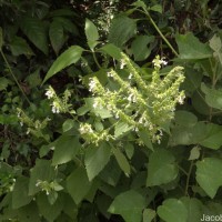 Teucrium heynei V.S.Kumar & Chakrab.